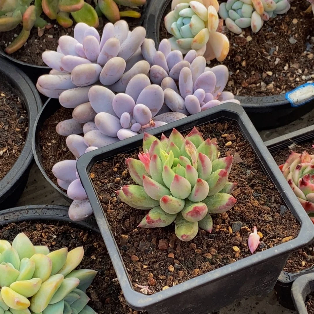 ?****48包邮一物一拍多肉植物