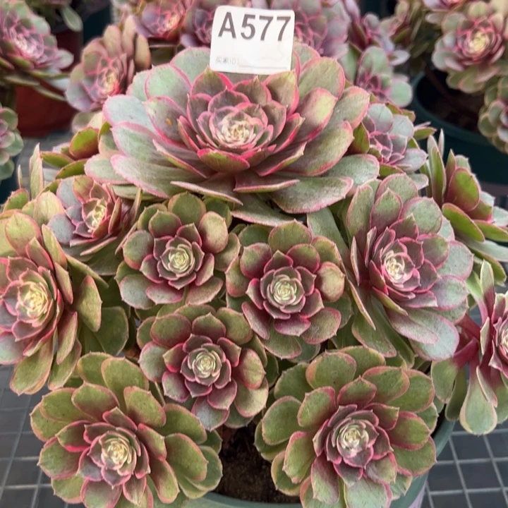 577粉花妖26厘米左右