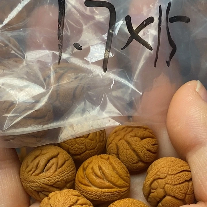 桃核吊坠秦岭山野生桃核