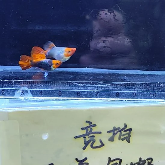 孔雀鱼12蓝贵族短球一对