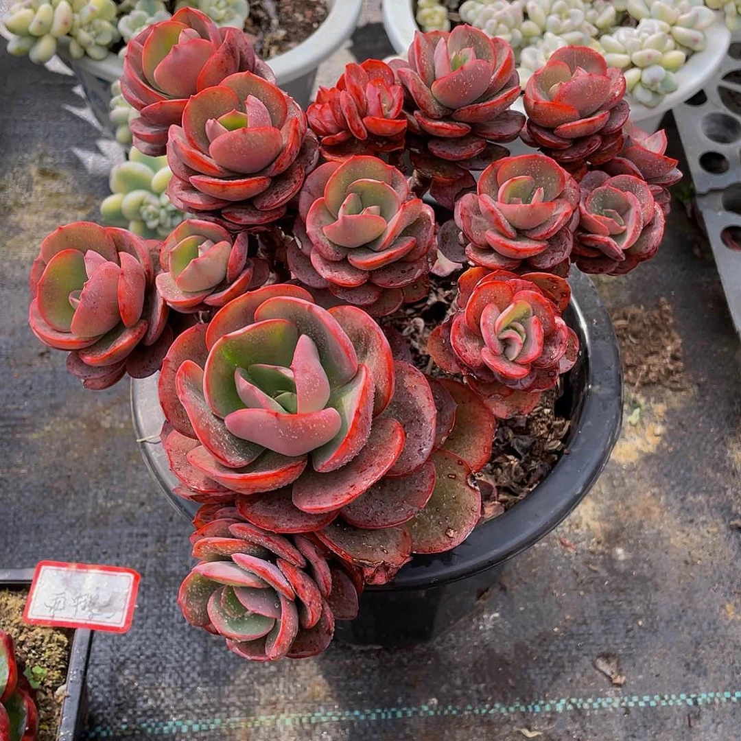 买**玲秀岩多肉植物群