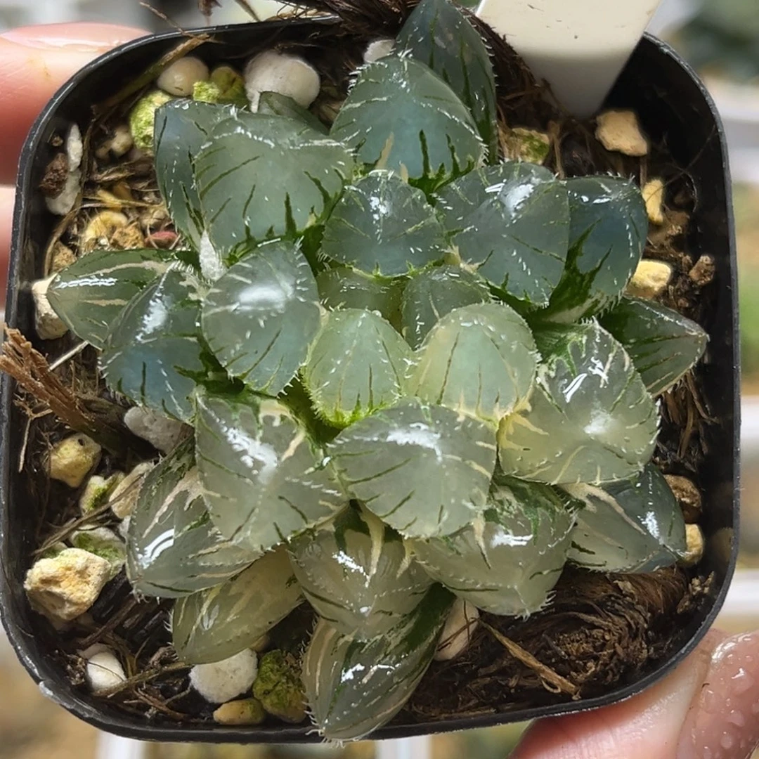 18冰灯毛玉露锦福利专场