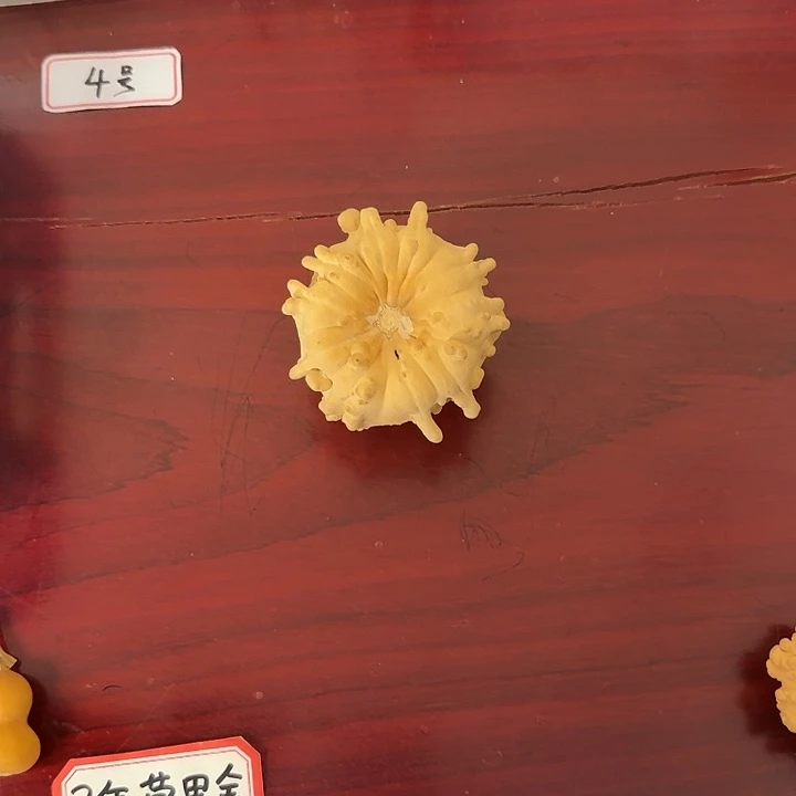 *****高桩海星疙瘩葫芦
