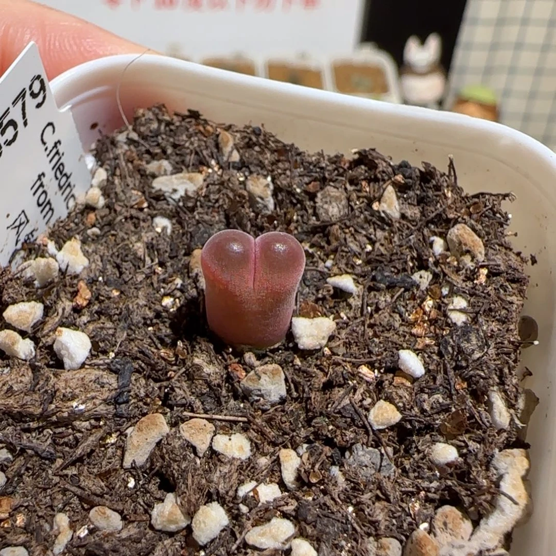 失***了肉锥多肉植物组合-10km风铃1253