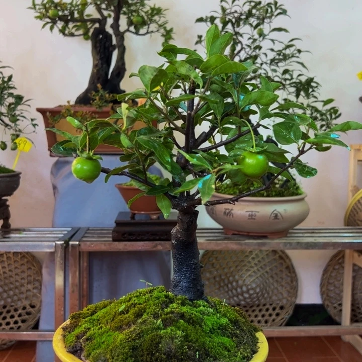 完全开放金弹子盆景一物一拍