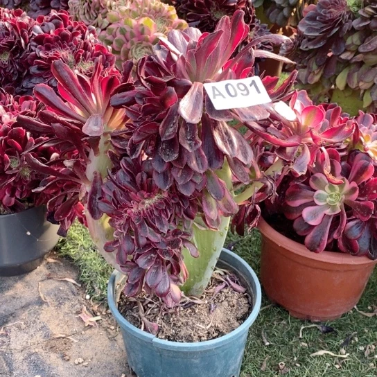 香奈尔法师锦缀化091