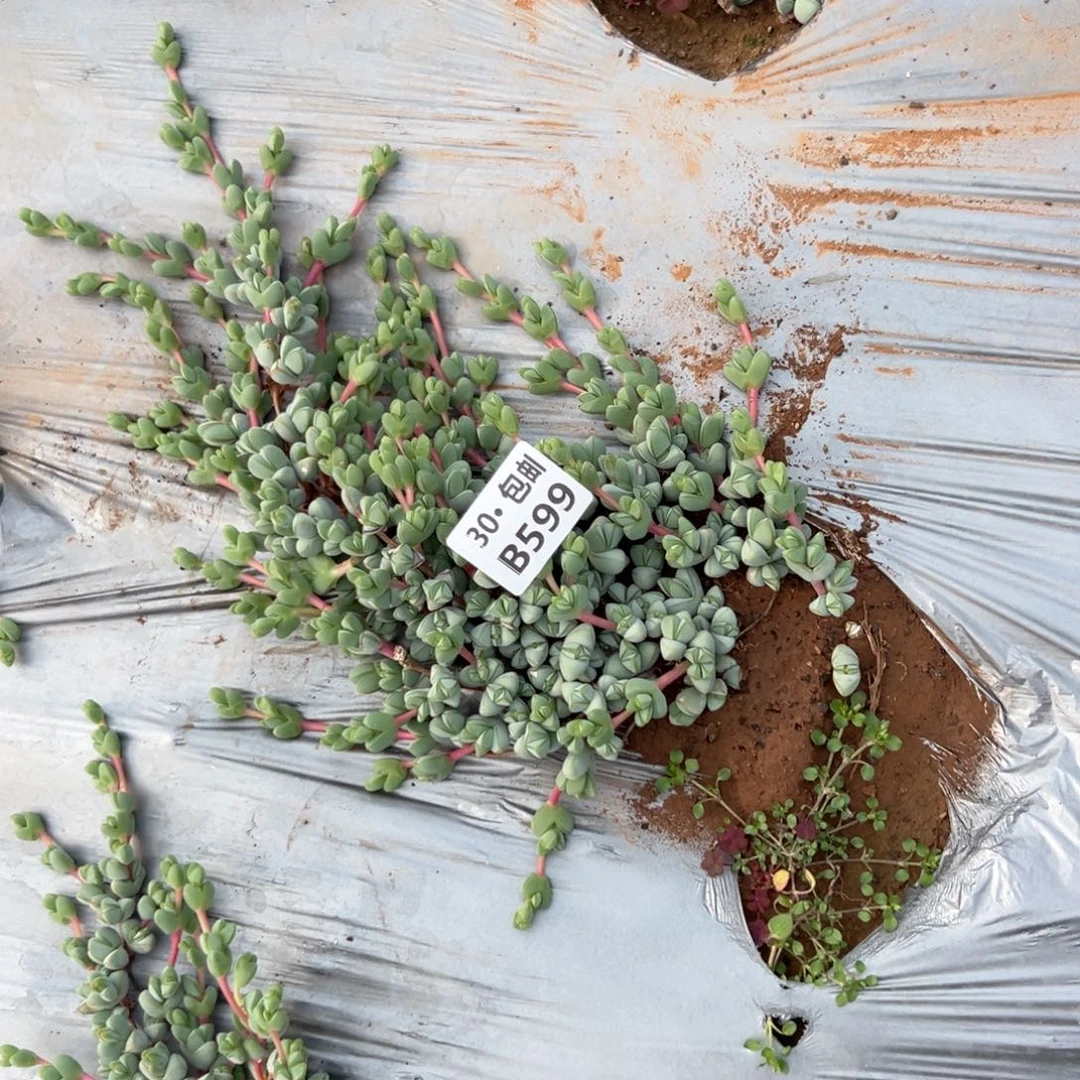 599碧玉连多肉法师