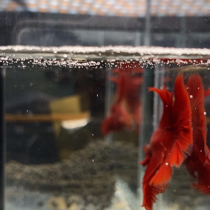斗鱼黑222号巨斗半月