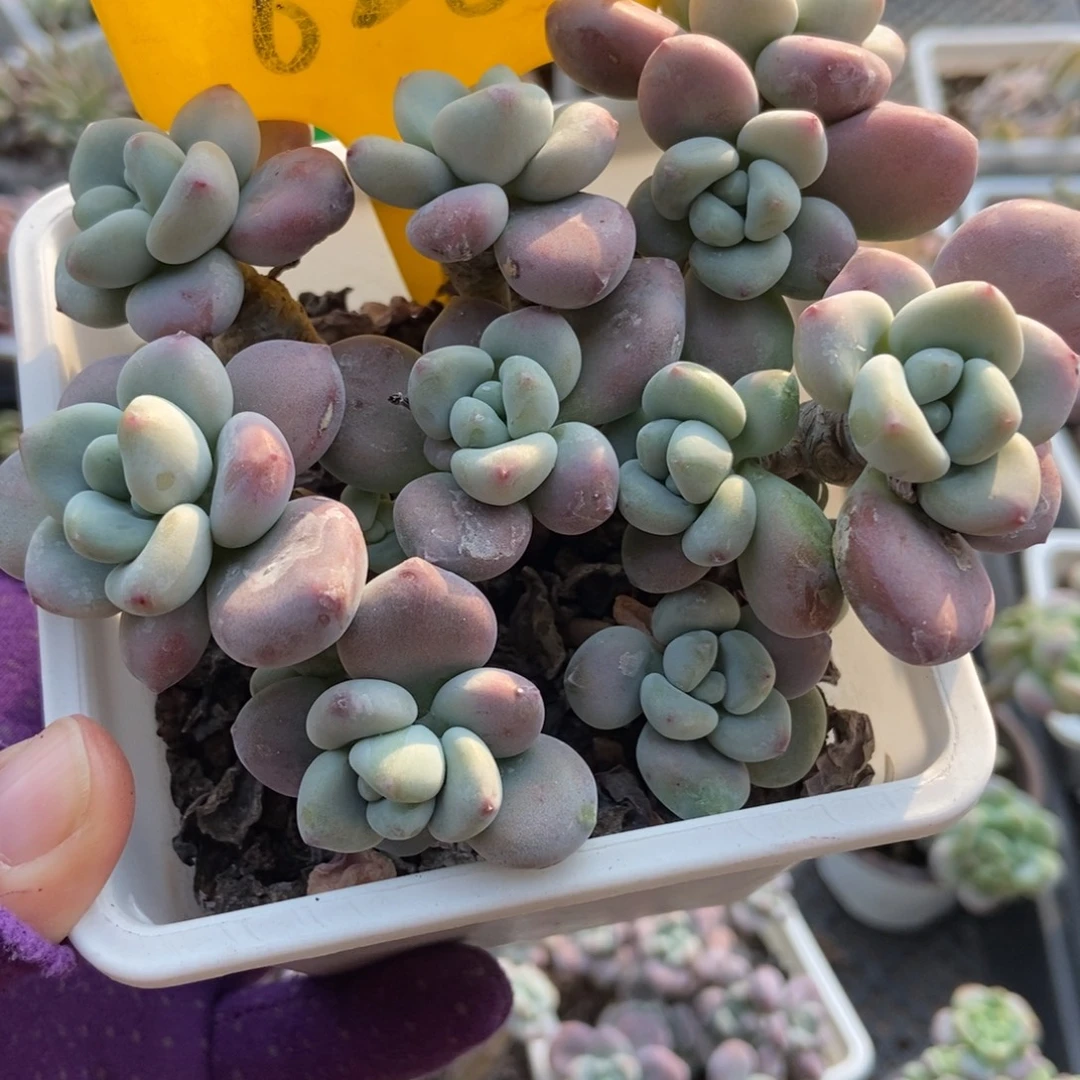 628洛神多肉植物多肉