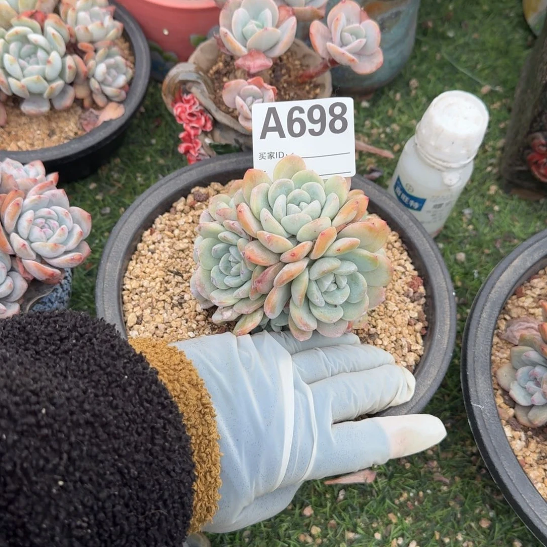 l**?冰玉呀呀呀呀呀呀多肉