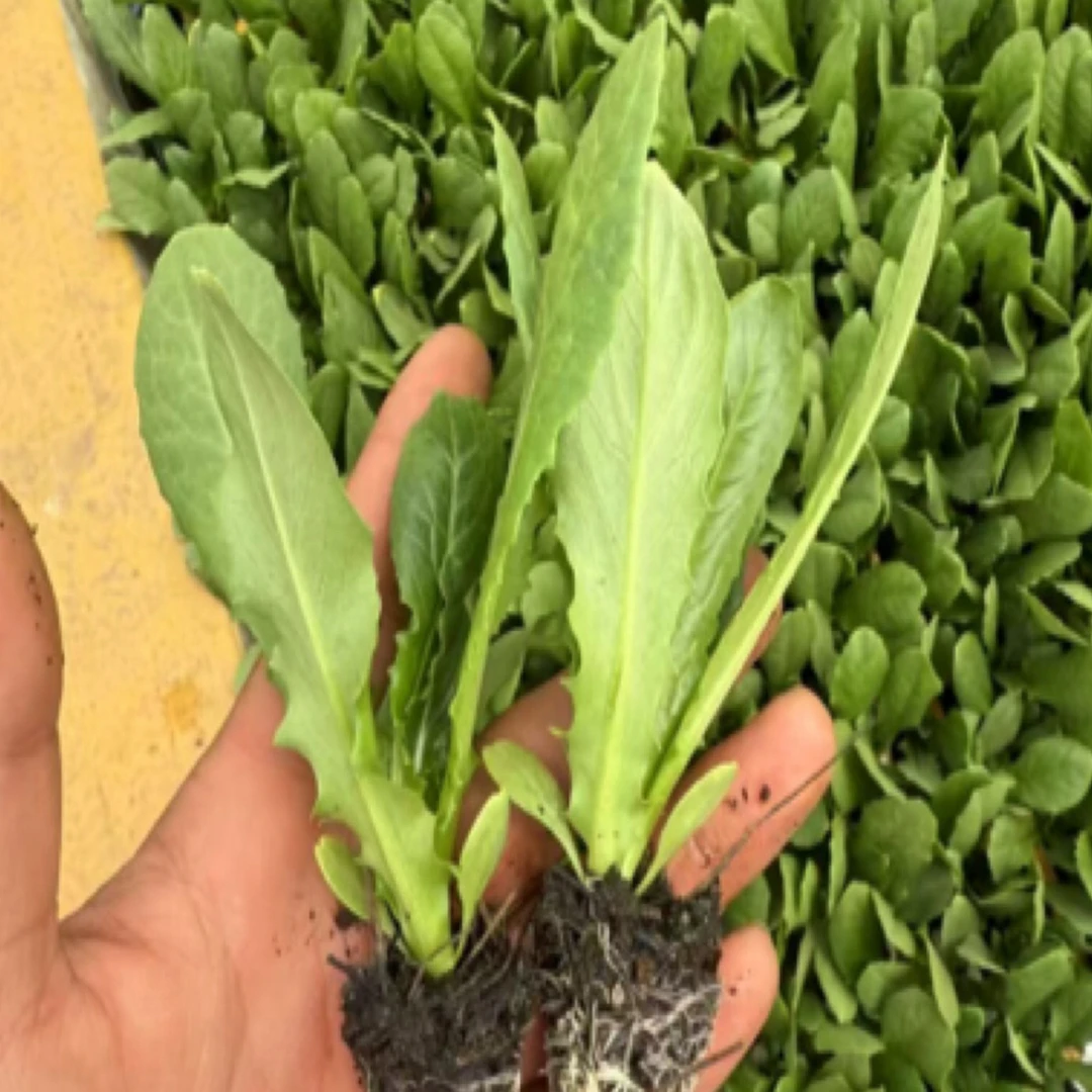 新鲜油麦菜苗带土发货适合阳台四季种植盆栽蔬菜苗