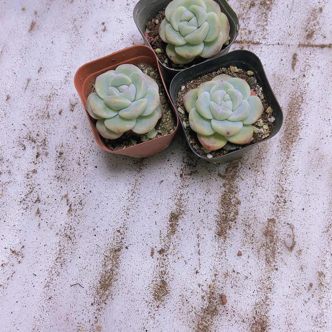 老老冰玉三颗多肉植物19包邮