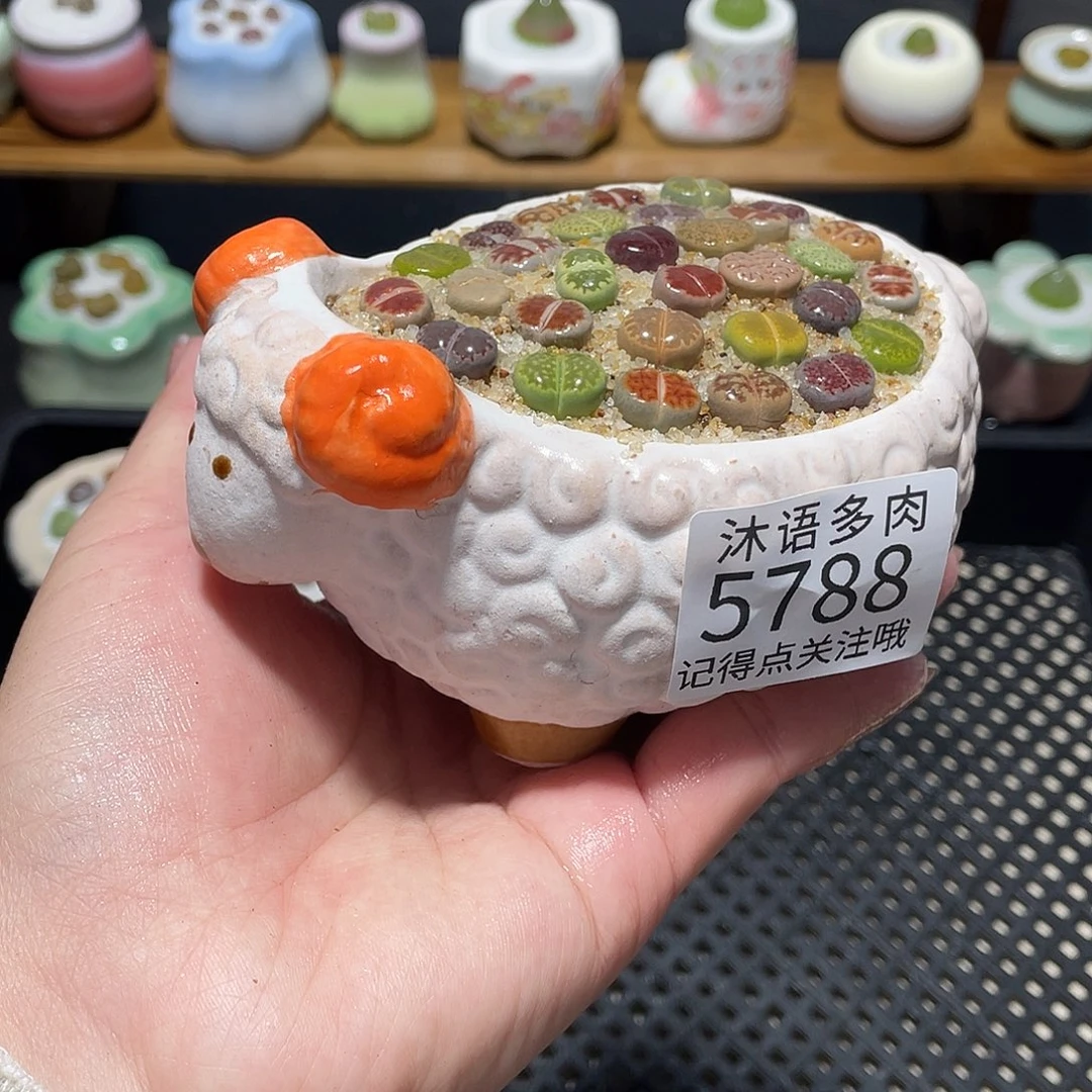 带盆土植物 一物一拍5788