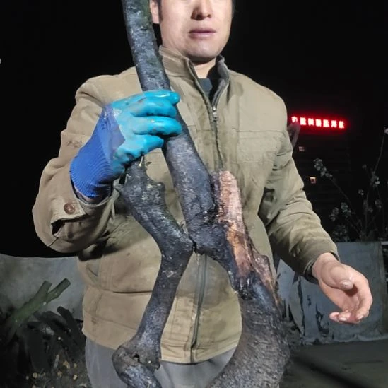 涵***涵无花朵金单子当前无花果