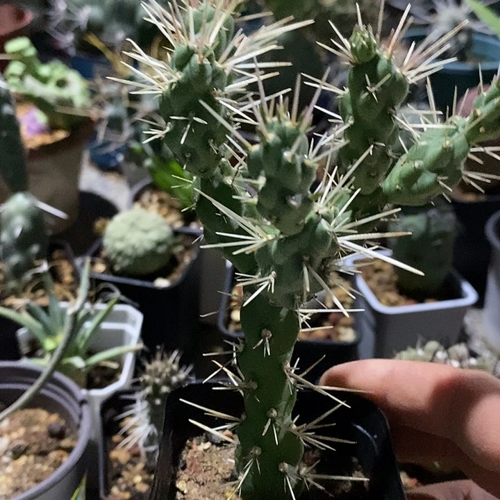 思***念潮流植物着衣团扇83004