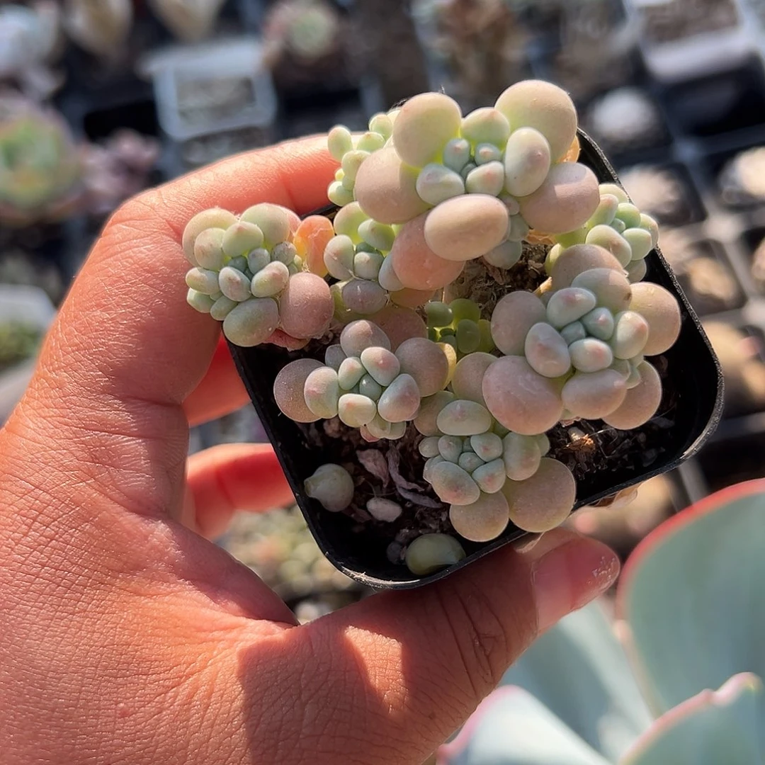 多肉植物多肉植物