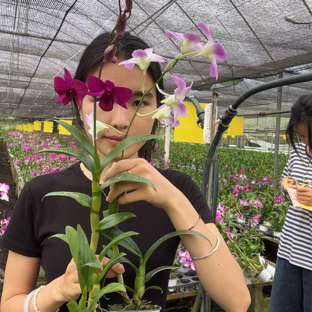 当前无花朵，栽培后可花朵1161