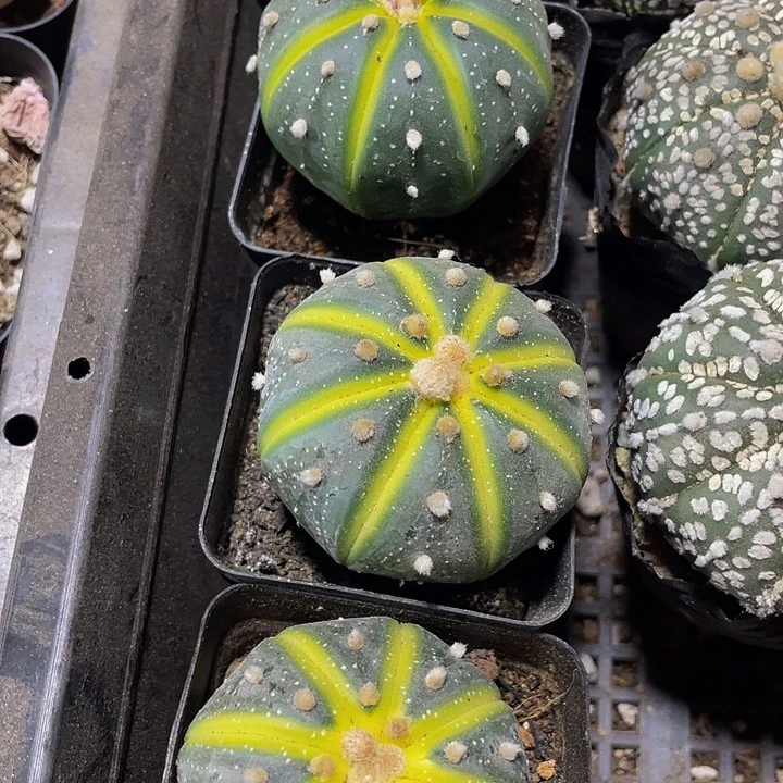 星兜锦6.8带盆土发