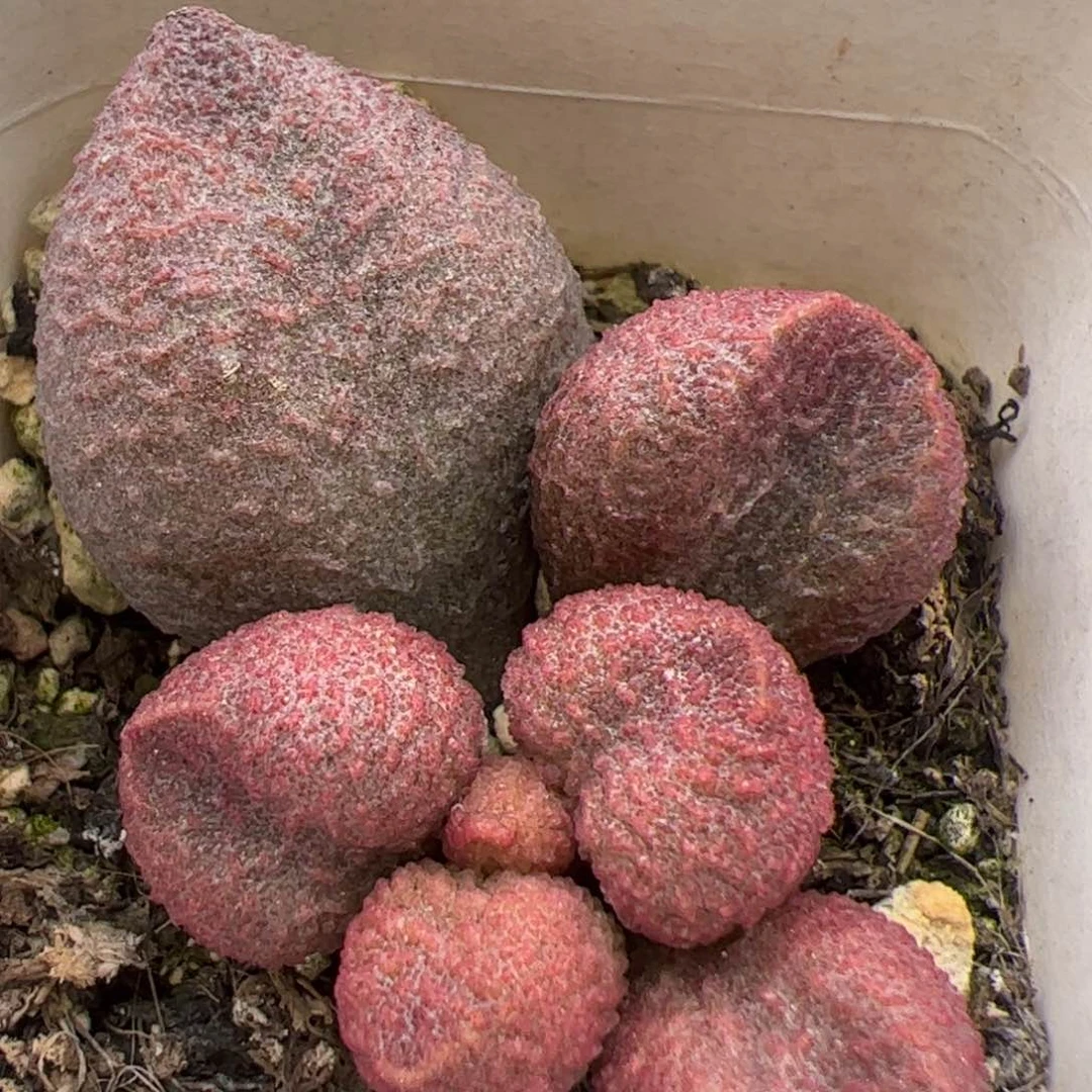 水蜜桃大苗多肉植物水泡多肉植物