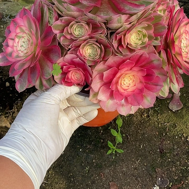 多肉植物倾城789多肉