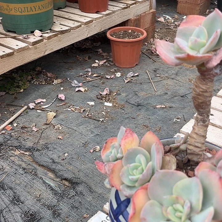 皮****781血凤不售后脱土发货不退不换