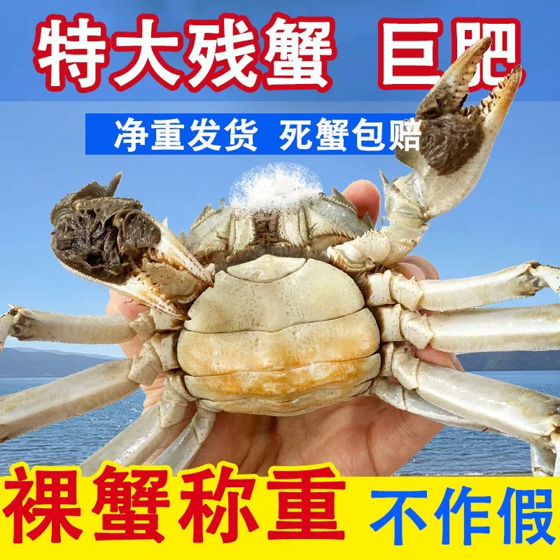 【活蟹】【全母蟹】 掉脚大闸蟹母蟹2两起10只3斤装
