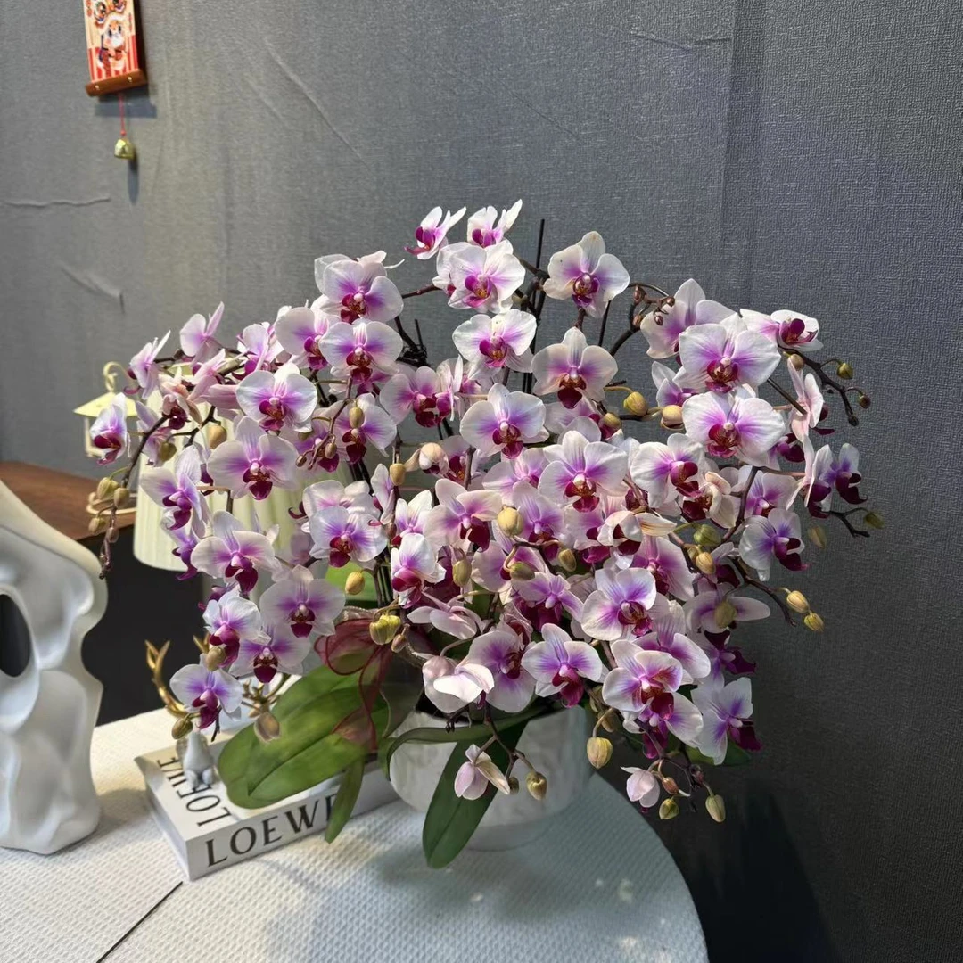 蝴蝶兰《小梅花》鲜活绿植紫色系 带花苞 室内盆栽送人送礼办公