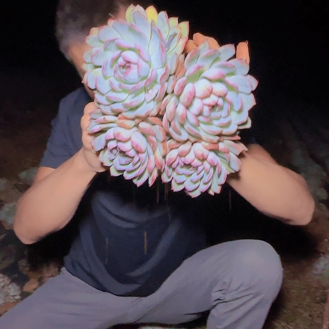 地栽荷花多肉多肉