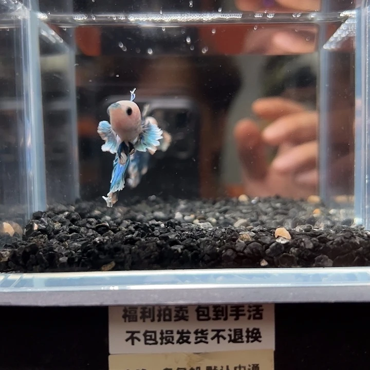 斗鱼竞拍跑单拉黑27日140