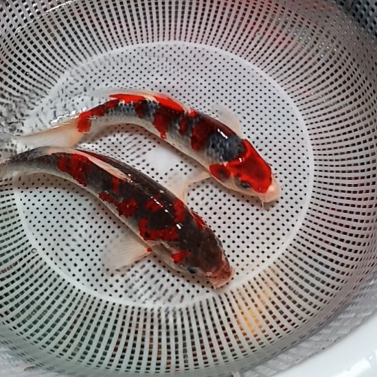 锦鲤包邮开箱包活到家