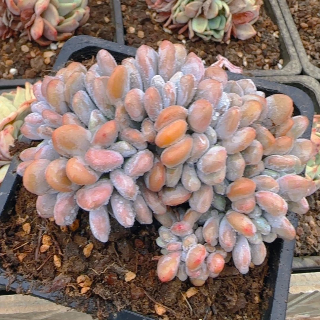 【闪购商品】控养粉兔缀