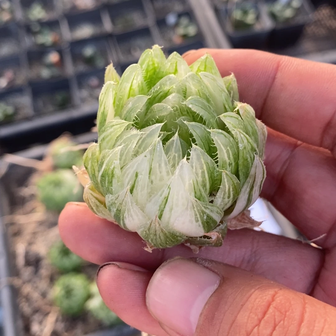 1171 一颗樱水晶锦 点赞福利