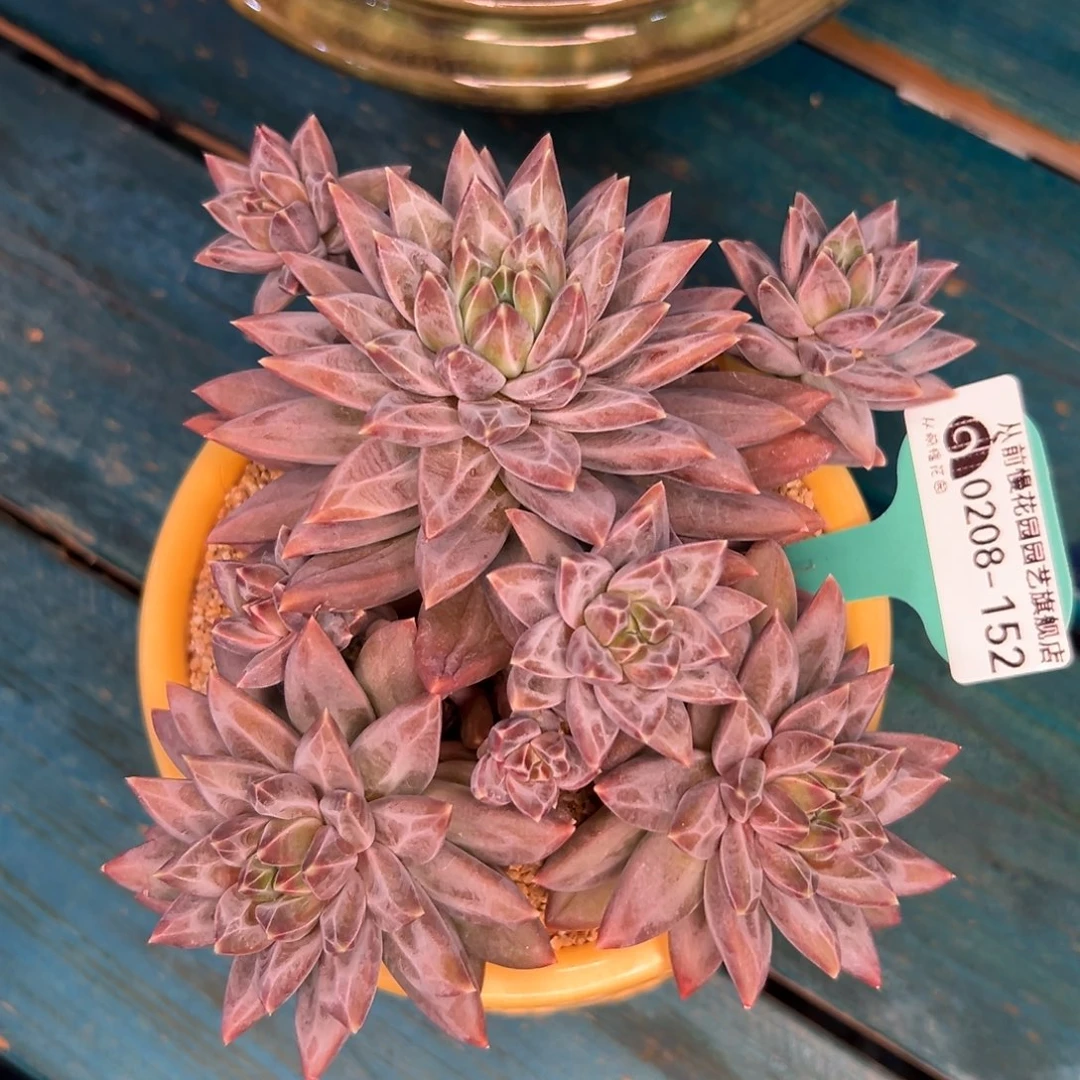 多肉一物一拍编号0208-152