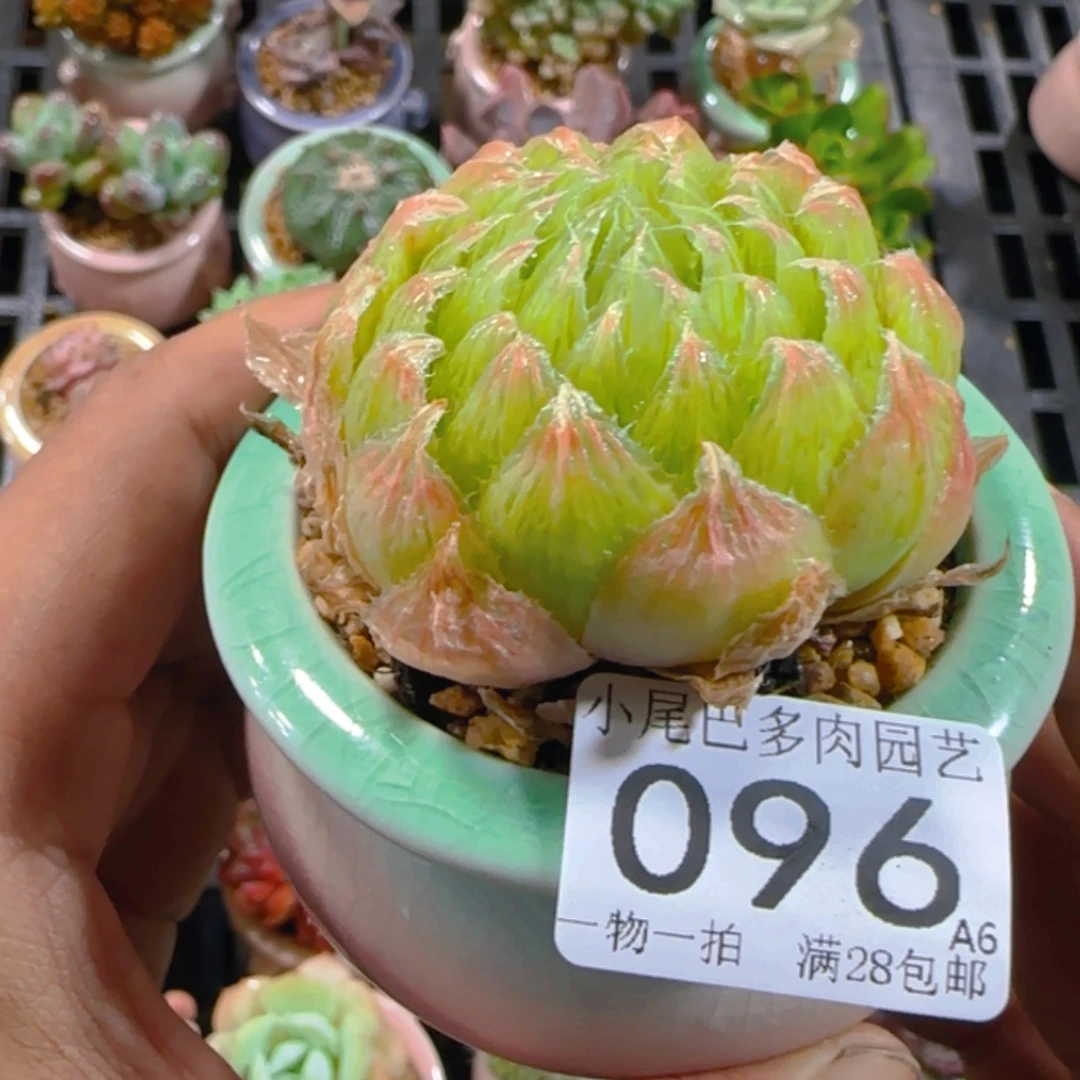 A6小尾巴5CM迷你拇指盆栽精控多肉096