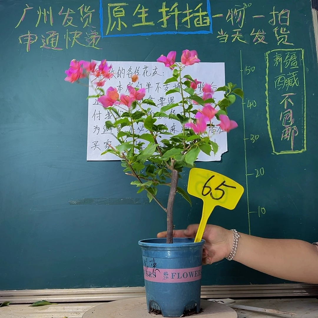 当前无花栽培后可以开花热带花束65
