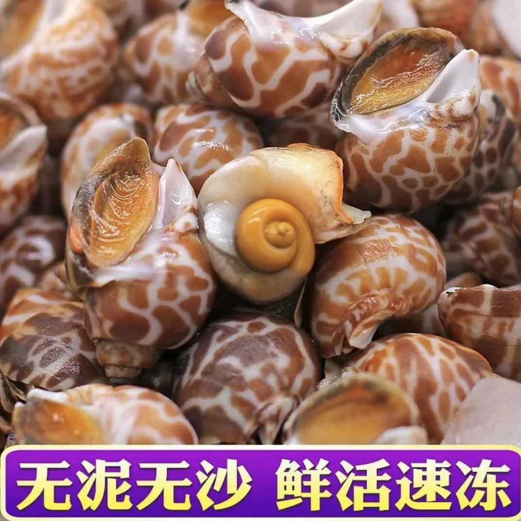 深海大花螺东风螺鲜活速冻鲜甜干净无泥无沙可做捞汁海鲜麻辣花螺顺丰包邮