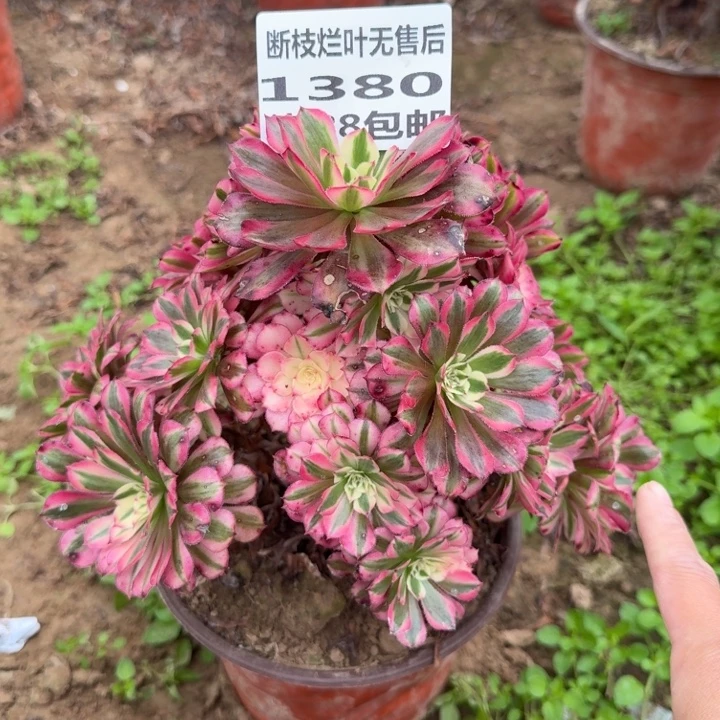 1380二号棚红铜壶D