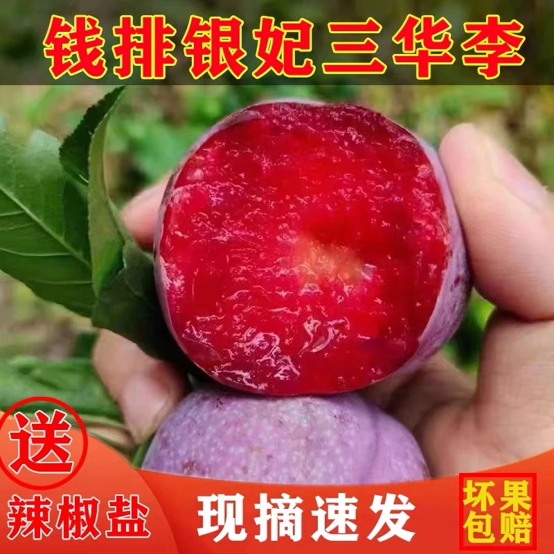 广东钱排银妃现货三华李子红心李子酸脆当季李子钱排水果三华李