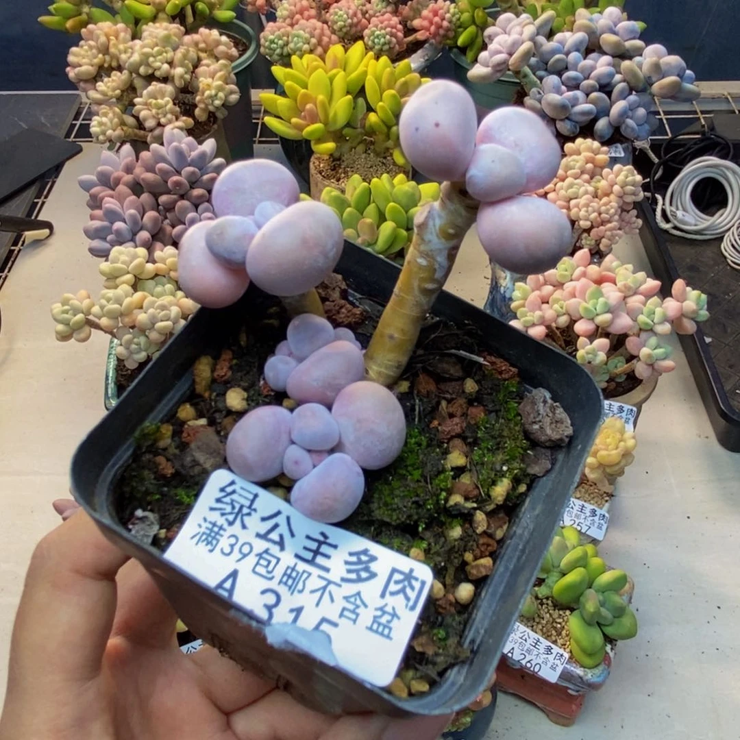 315橙奶多肉肉4c m