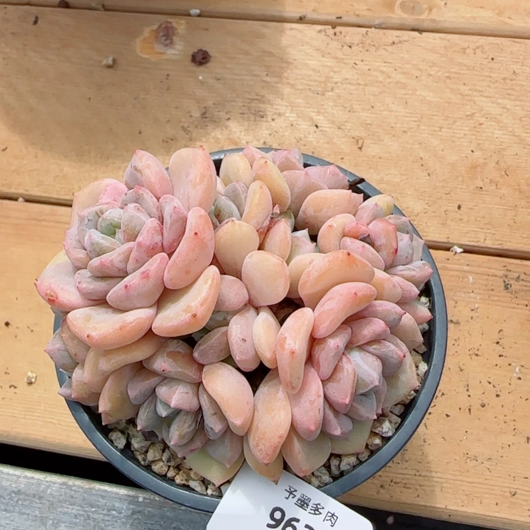 千山雪，9620多肉植物