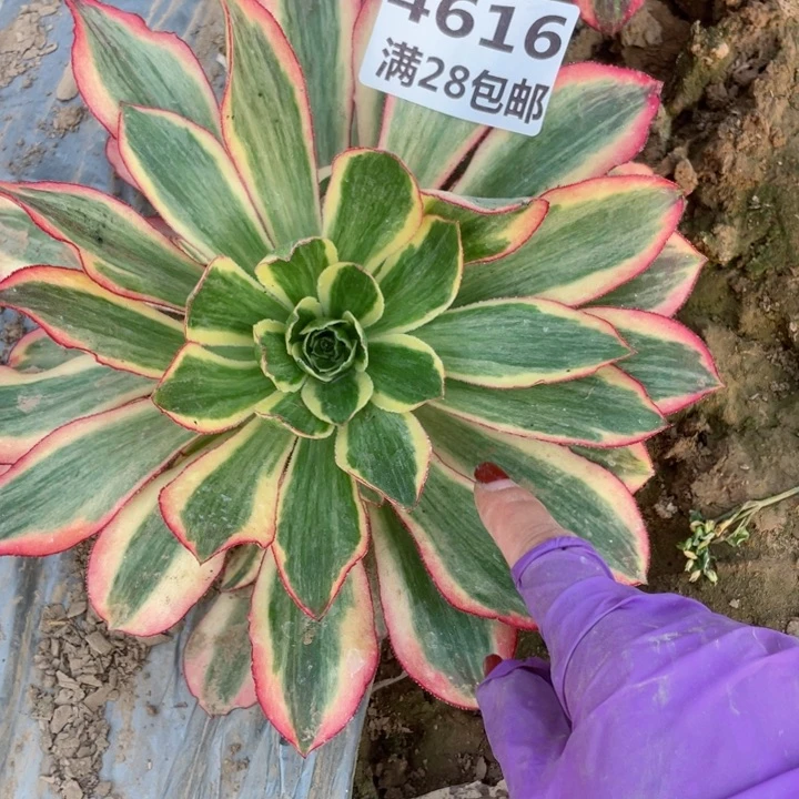 ～***年4616二号棚魅影多肉植物A