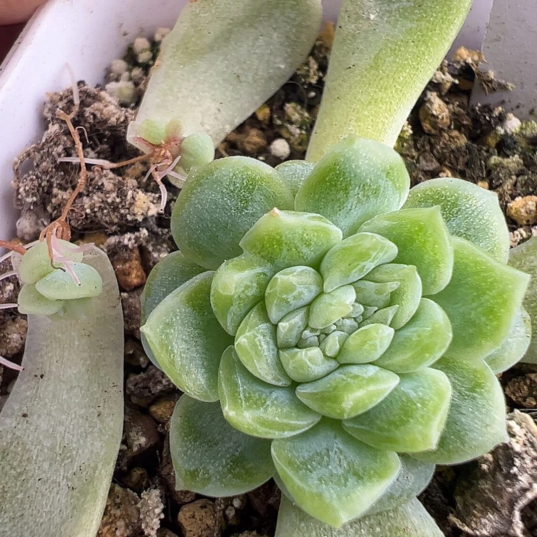 泼天财富密码缀化。砍头