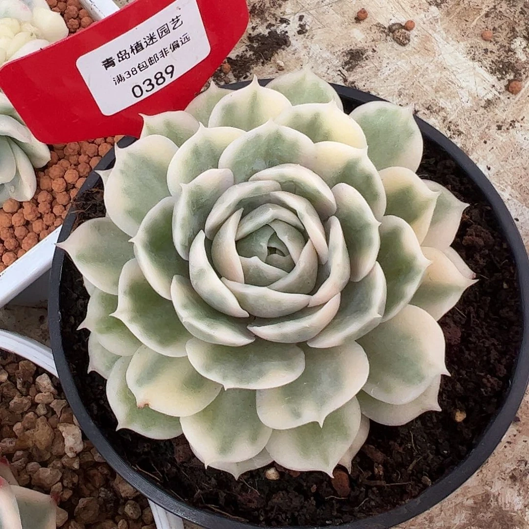 0389昂斯诺锦多肉植物