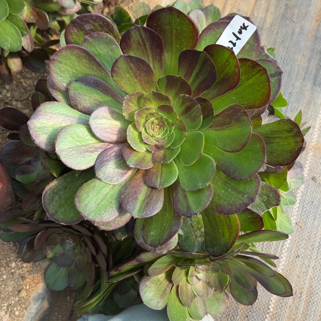 104花月夜多肉多肉多肉