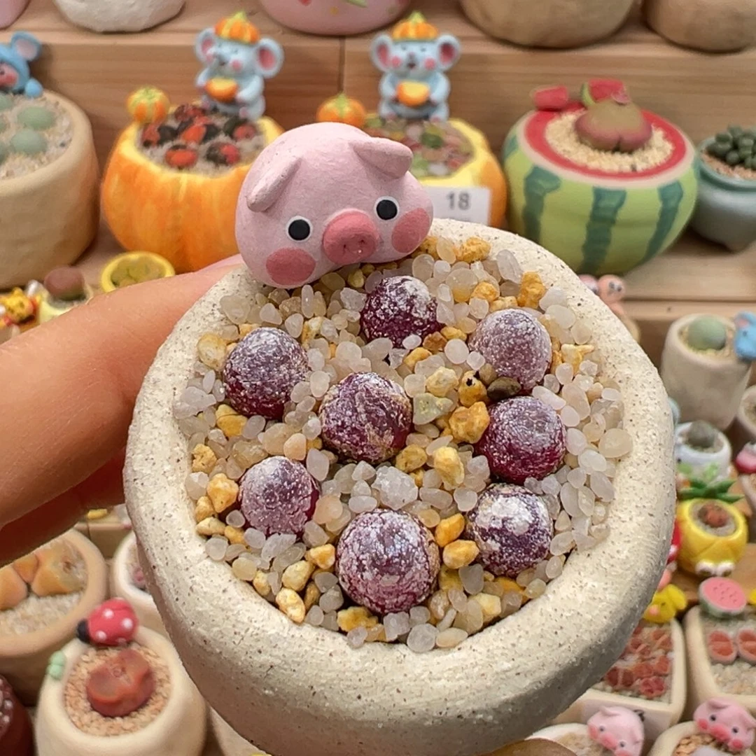 多肉植物28号灯泡