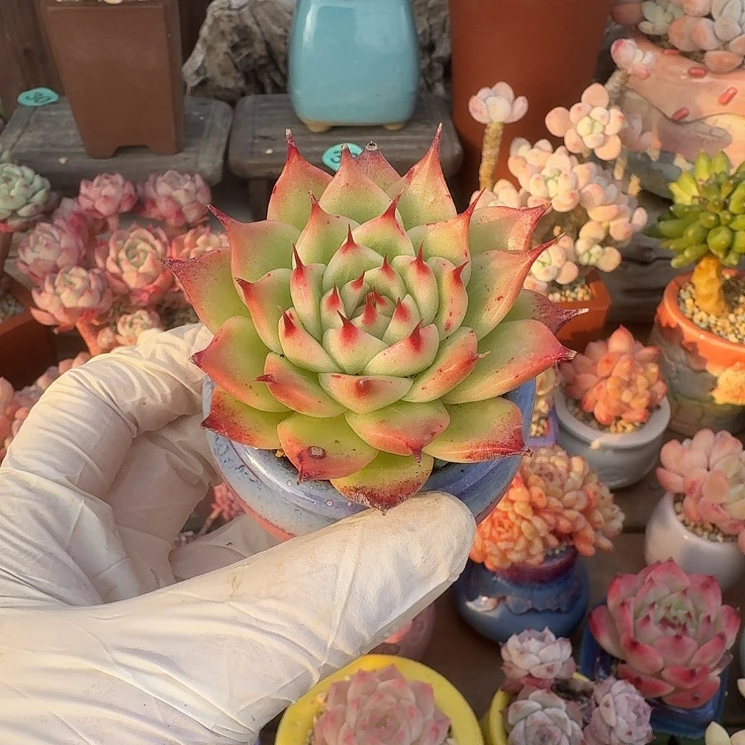 托斯卡 多肉含盆土 一物一拍
