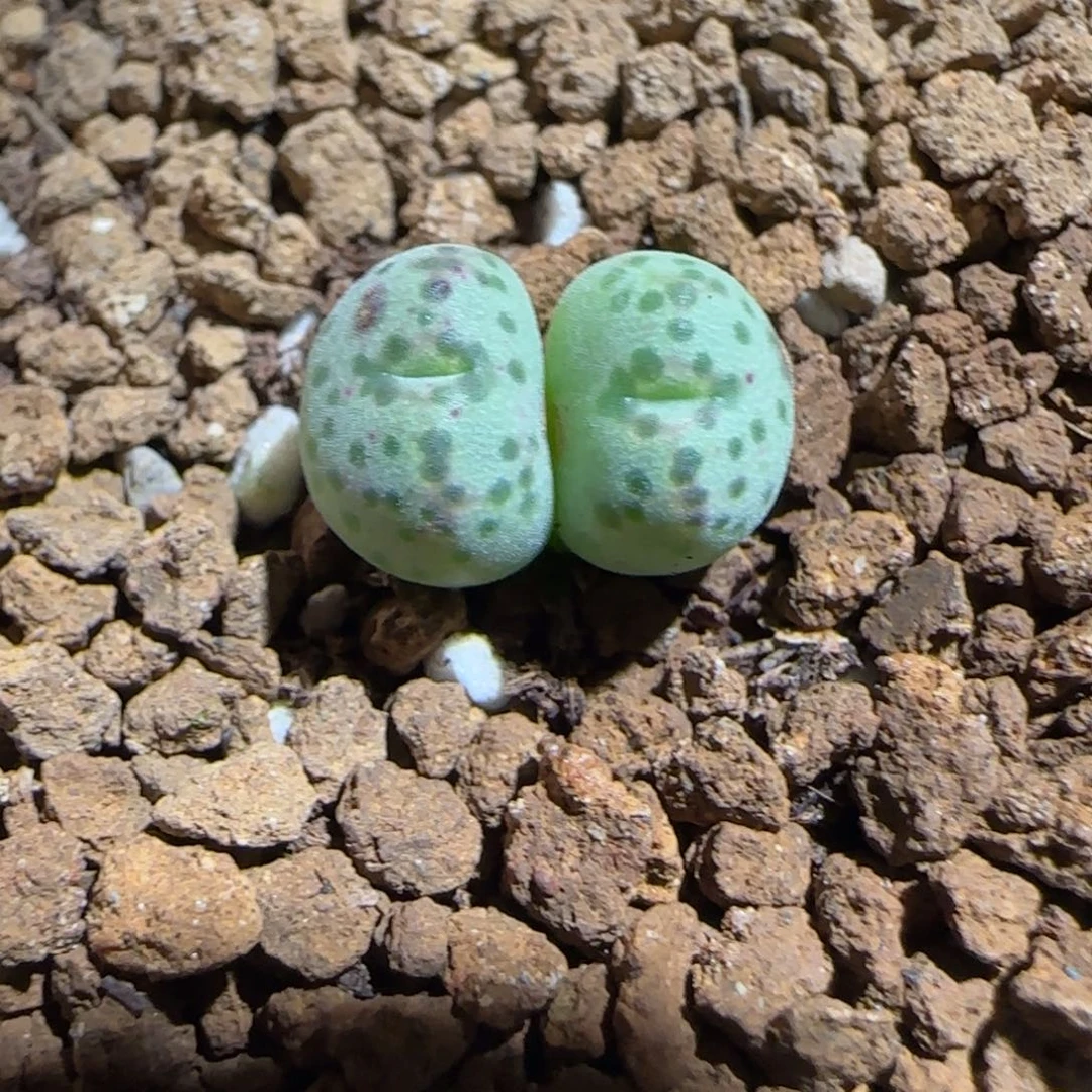 肉锥多肉植物组合-斑马328