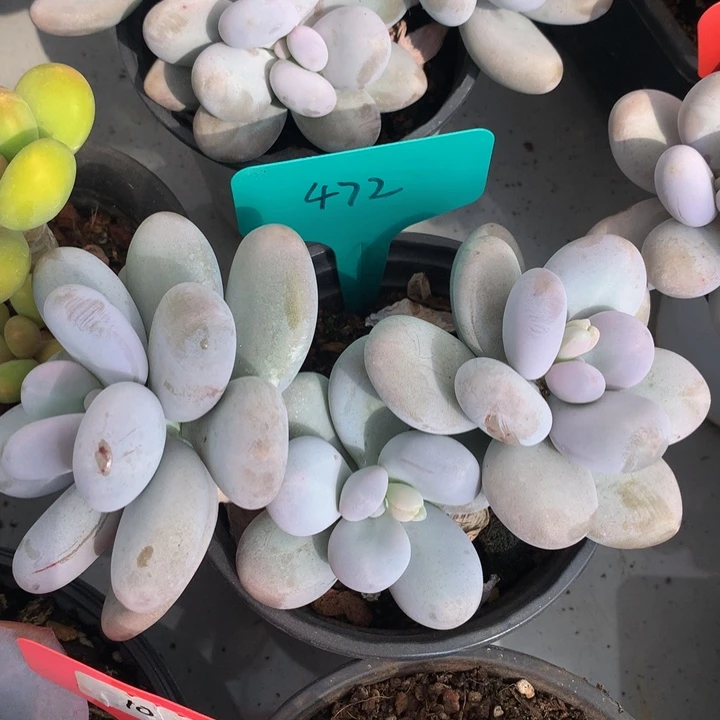 多肉植物26277373737