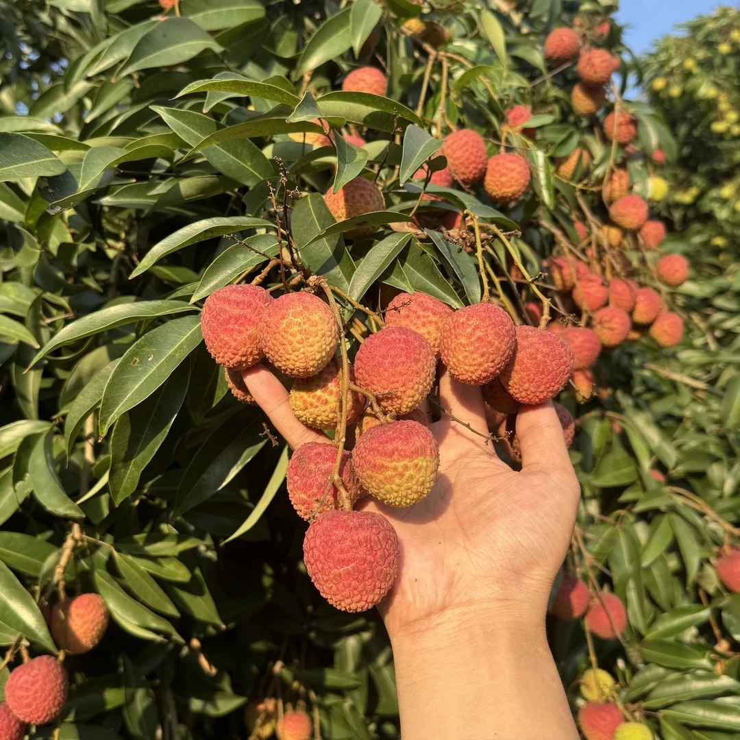 【白蜡荔枝】顺丰京东冷链 广东高州荔枝果园现摘 冷链包邮