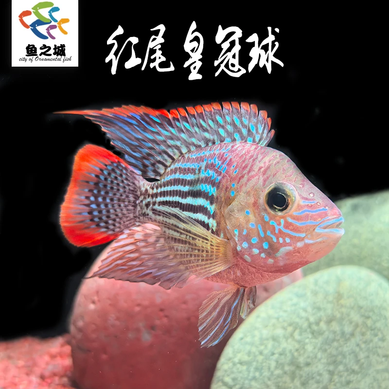 红尾皇冠球慈鲷鱼热带鱼淡水迷你鹦鹉红宝石财神地图鱼玉面皇冠